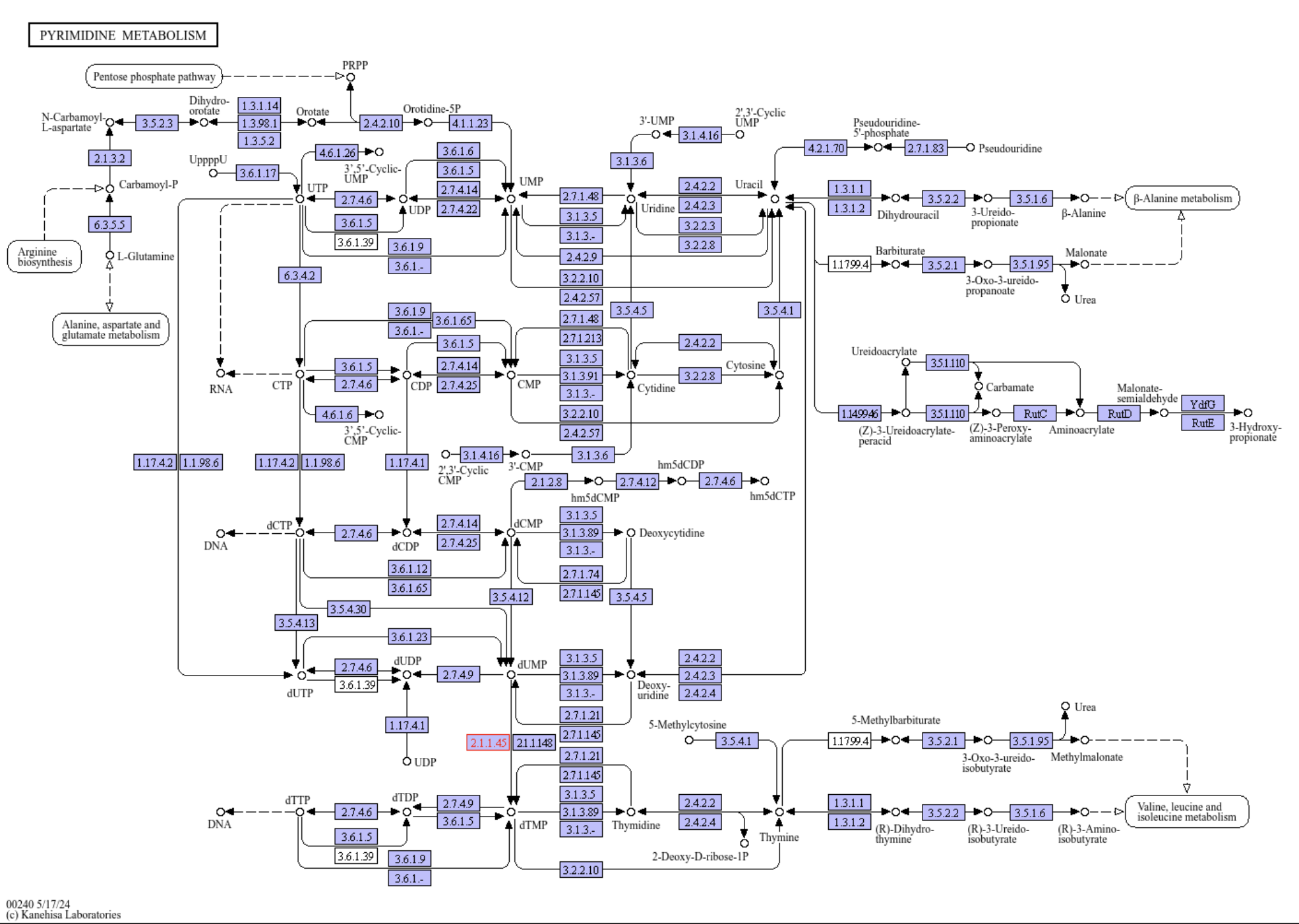 A figure showing the ko00240 Pyrimidine metabolism pathway.